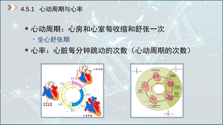 (20)--4.5 心动周期动物生理学_第3页