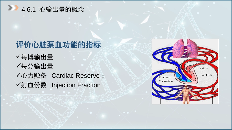 (21)--4.6 心输出量的概念及其影响因素_第3页