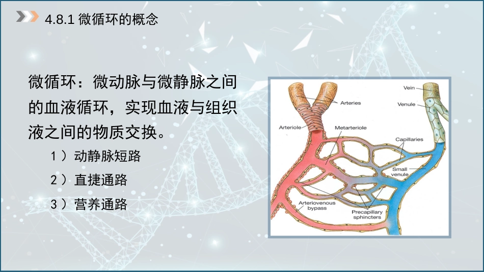 (23)--4.8 微循环（+组织液和淋巴液）_第3页