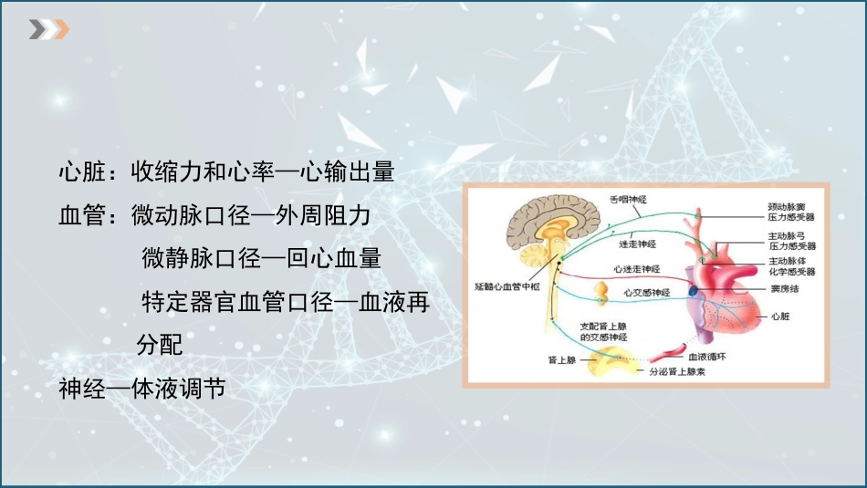 (24)--4.9 心血管机能的神经调节_第2页