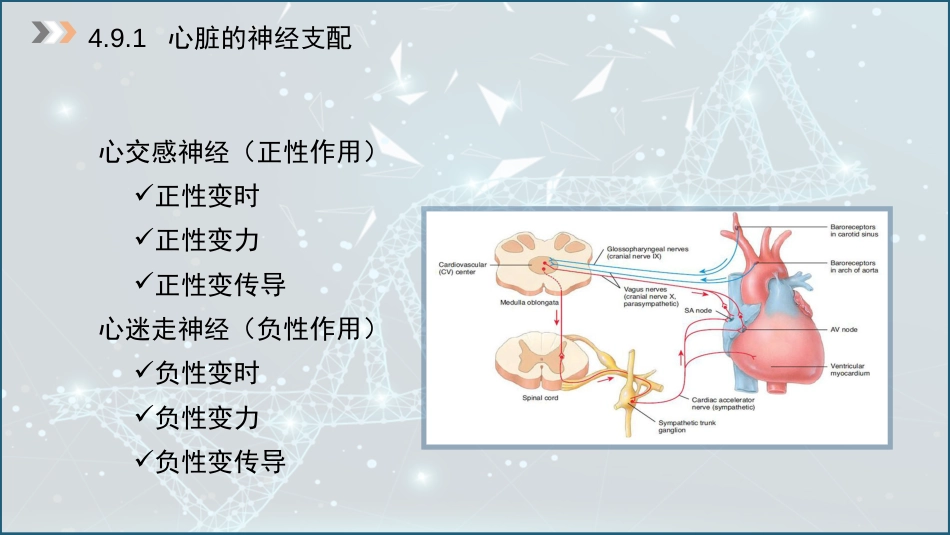 (24)--4.9 心血管机能的神经调节_第3页
