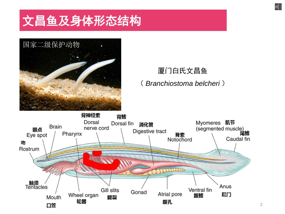 (24)--头索动物动物学动物学_第2页