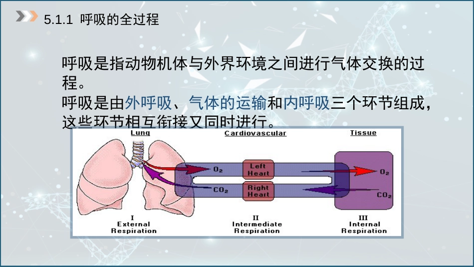 (25)--5.1 呼吸膜与肺表面活性物质_第3页