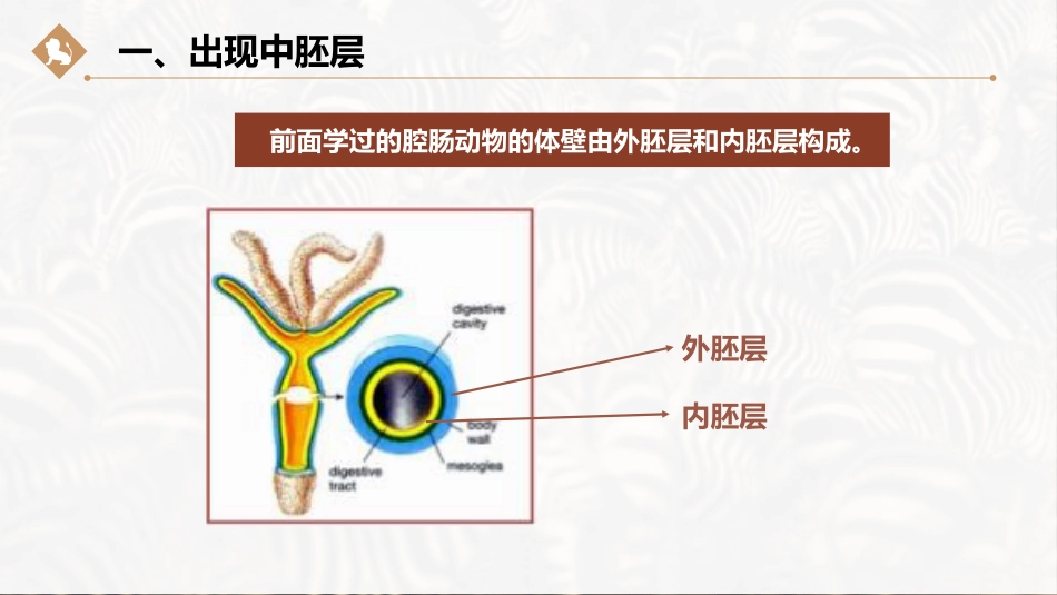 (26)--扁形动物的主要特征_第3页