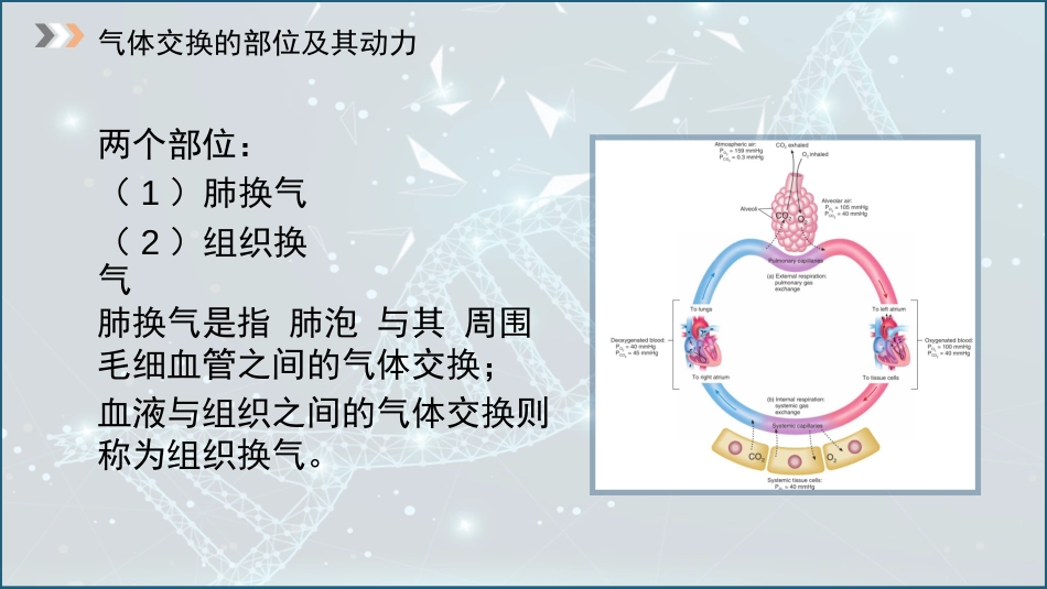 (28)--5.4 气体交换动物生理学_第2页