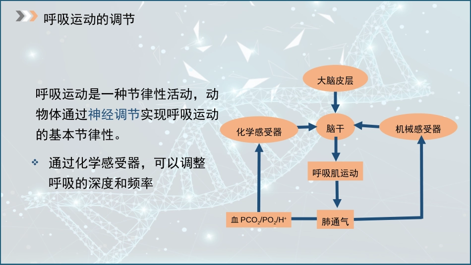 (31)--5.7 呼吸中枢与呼吸反射_第3页