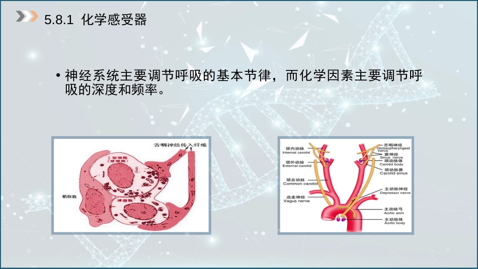 (32)--5.8 呼吸运动的化学感受性反射_第2页