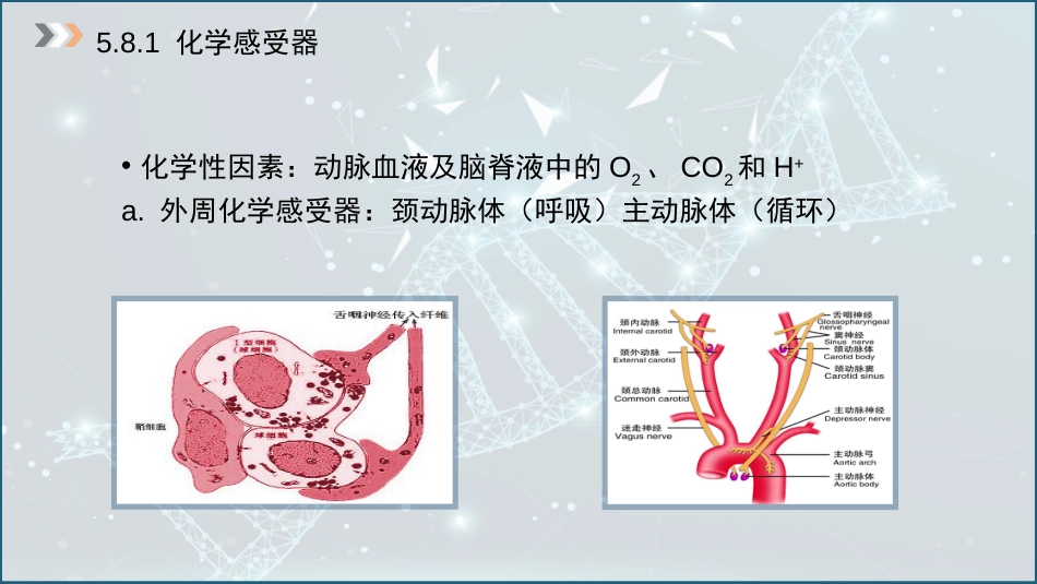 (32)--5.8 呼吸运动的化学感受性反射_第3页