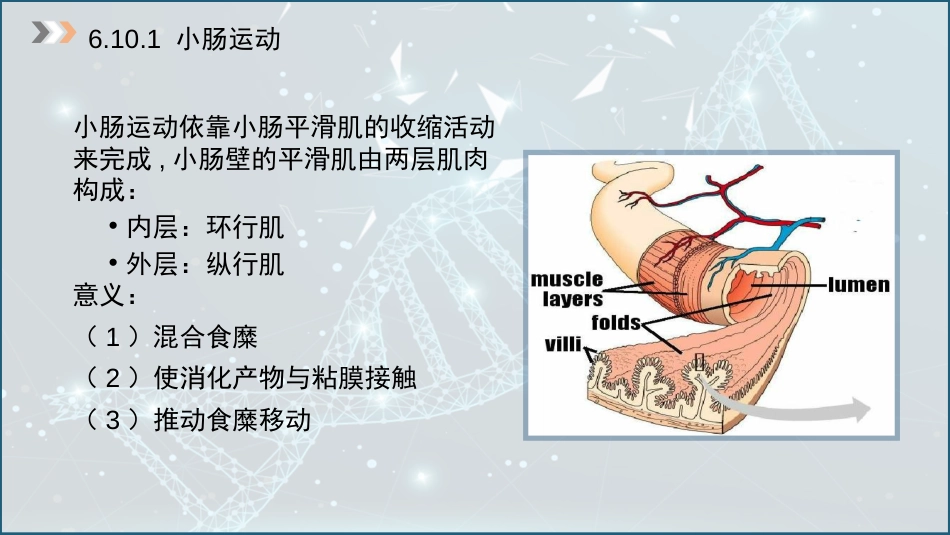 (33)--6.10 小肠的运动及调节_第3页