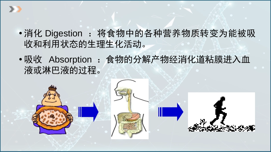 (34)--6.1 消化方式和消化机能整体性_第3页