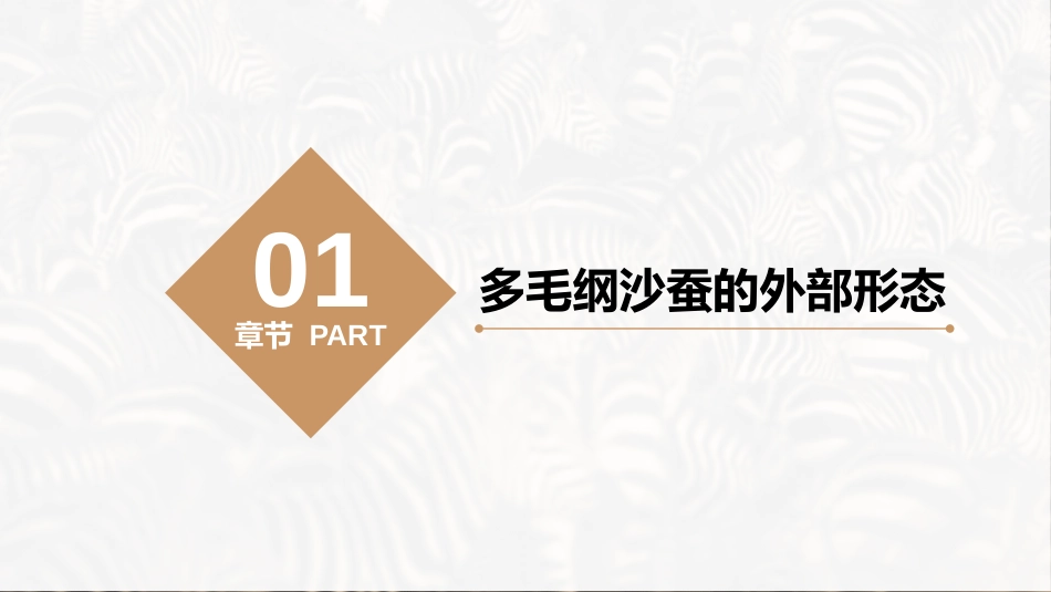 (34)--环节动物门-多毛纲_第3页