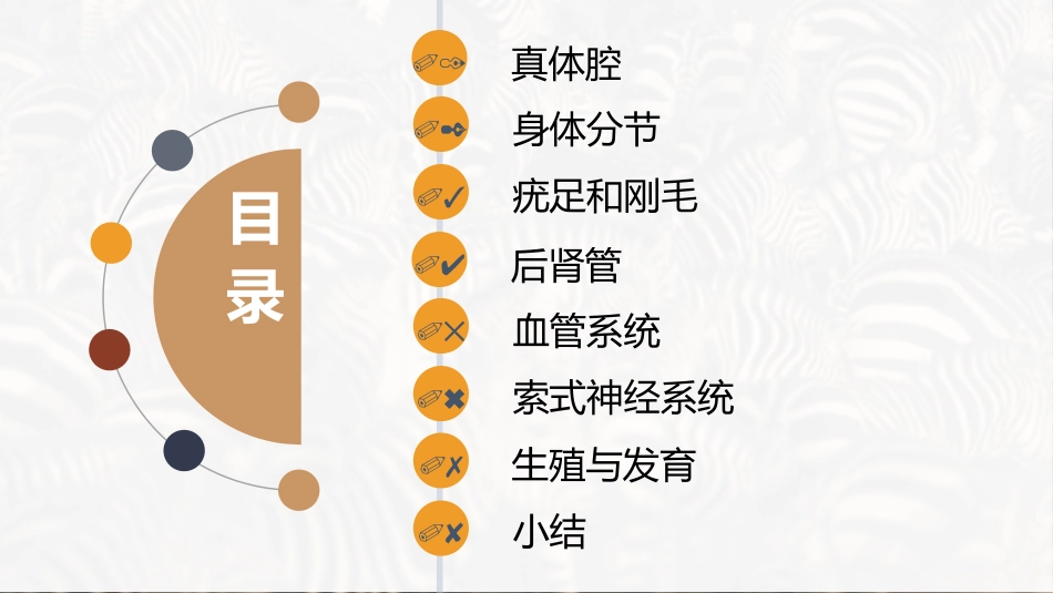 (35)--环节动物门的主要特征_第2页