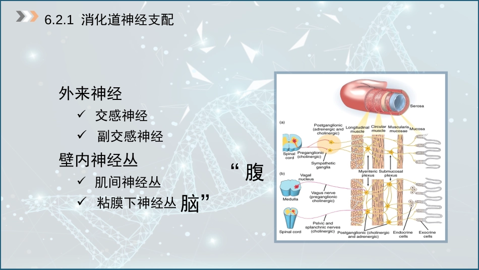 (36)--6.2 消化道的神经支配及内分泌_第3页