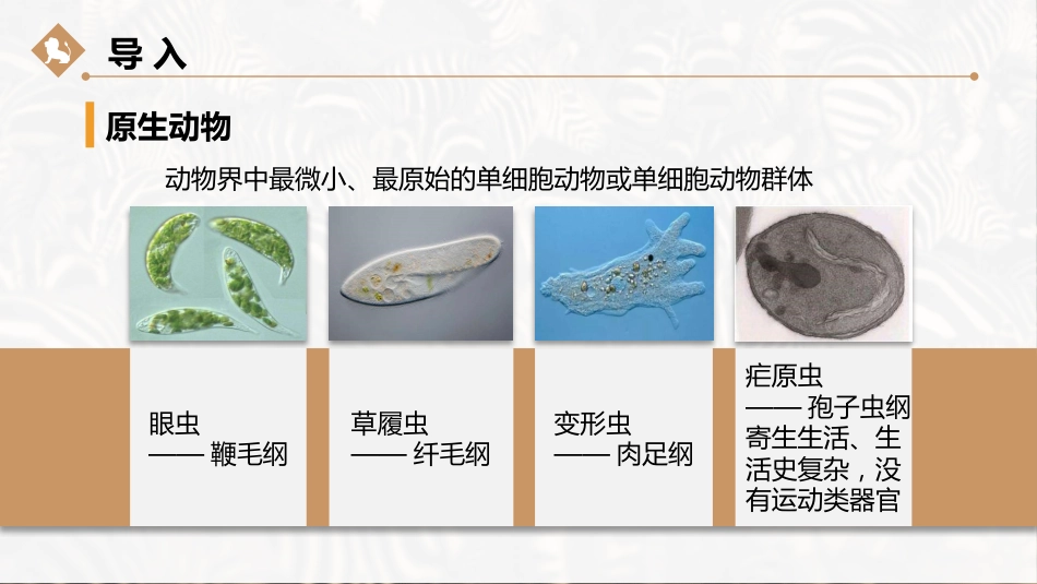(36)--疟原虫动物学动物学_第2页