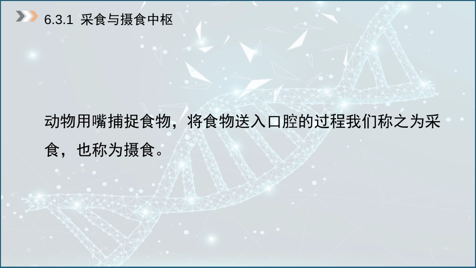 (37)--6.3 动物的采食与摄食中枢_第3页