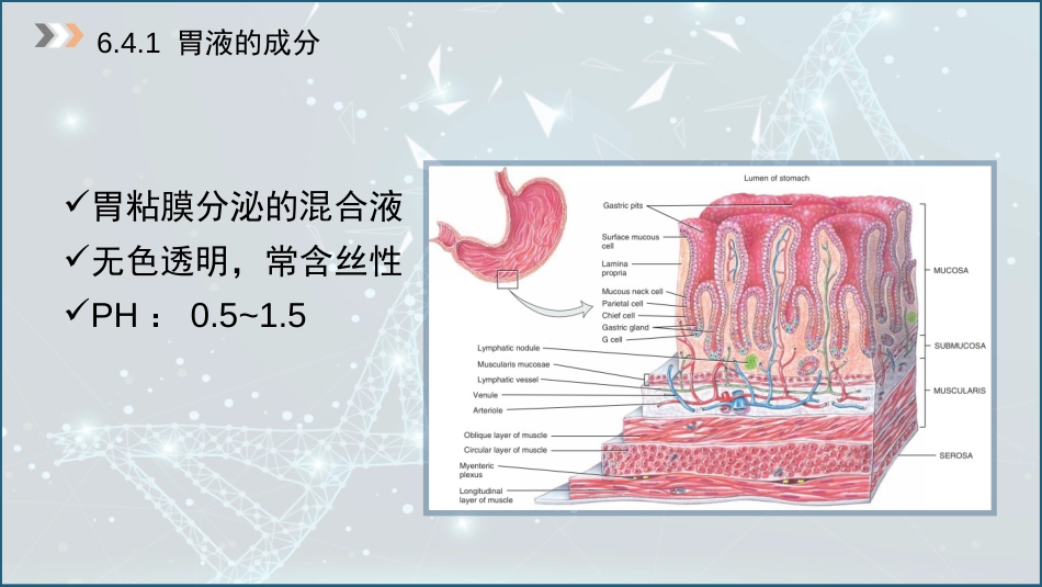 (38)--6.4 胃液的成分及功能_第3页