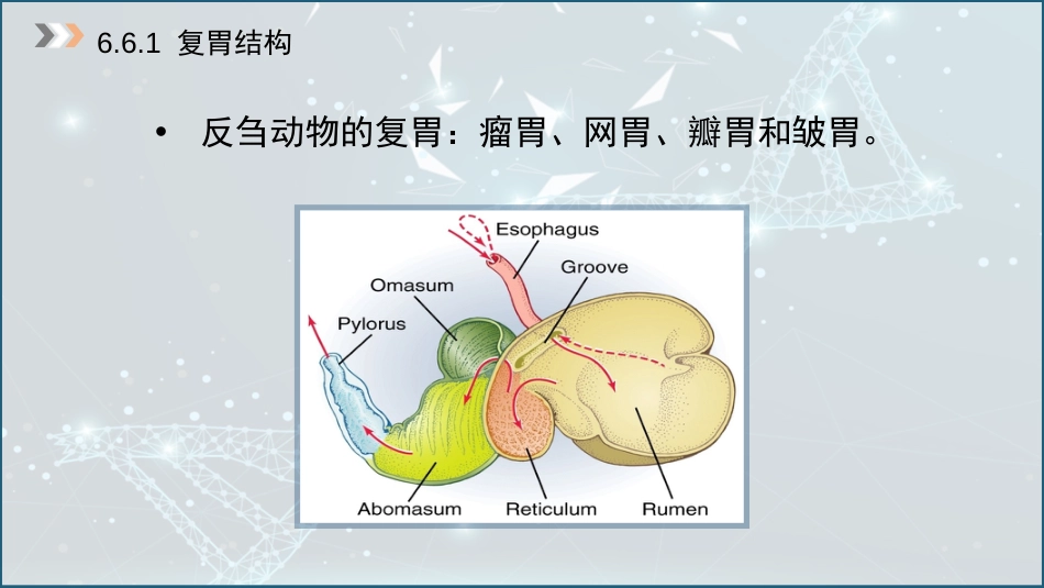 (40)--6.6 复胃结构与瘤胃微生物_第3页