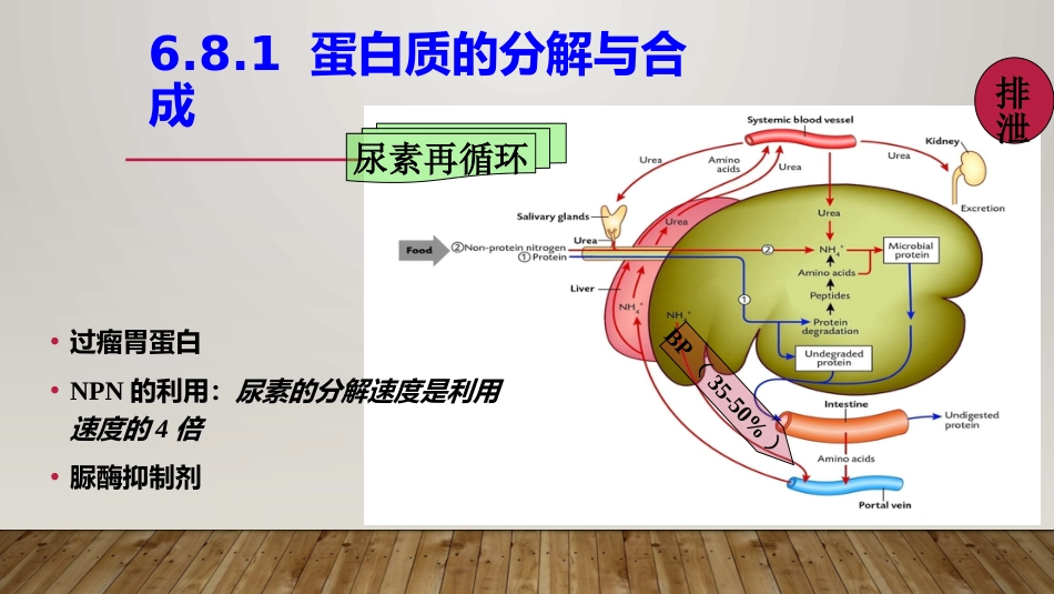 (42)--6.8 瘤胃内蛋白质消化_第2页