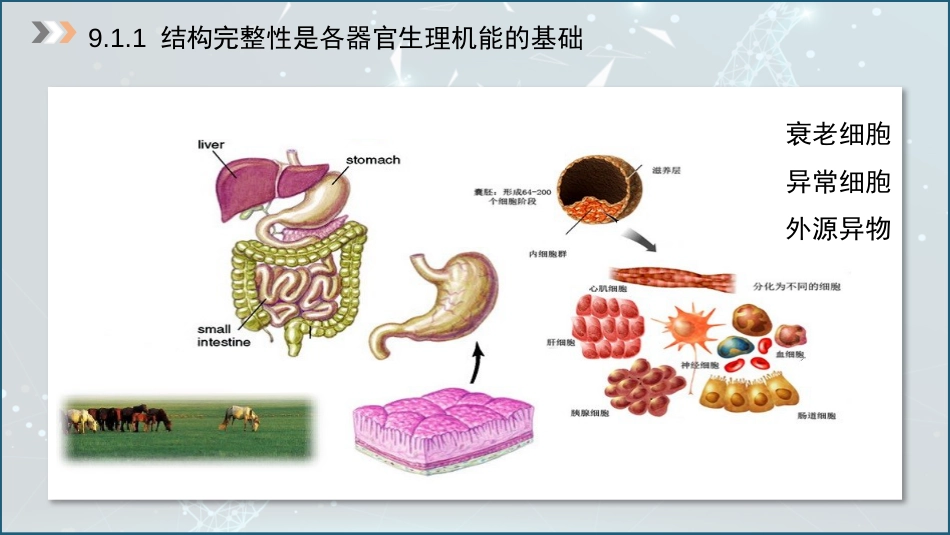 (44)--9.1免疫系统的结构与功能_第2页