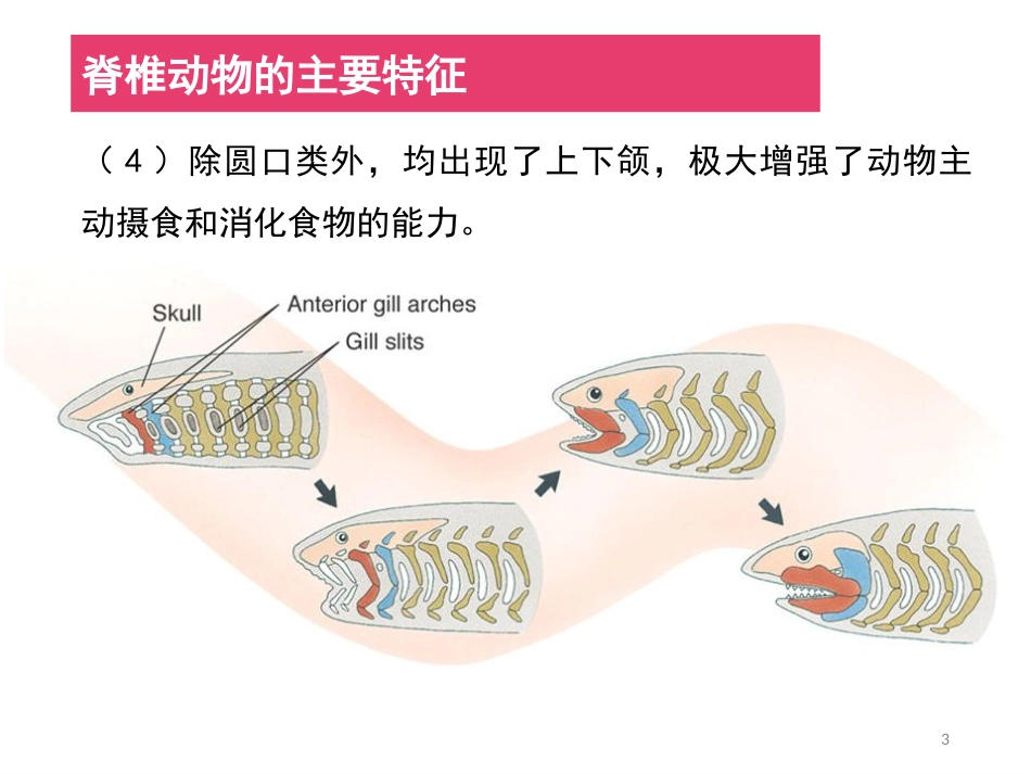 (44)--脊椎动物简介动物学_第3页