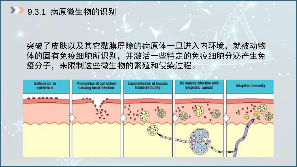 (46)--9.3 固有免疫应答_第3页