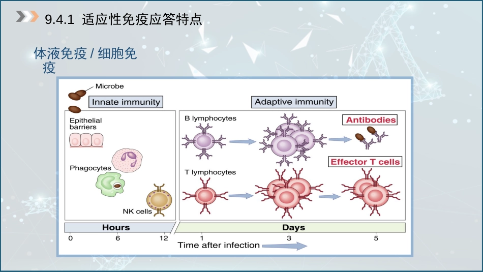 (47)--9.4 适应性免疫应答_第3页