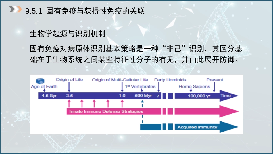 (48)--9.5 免疫机能的整合_第3页