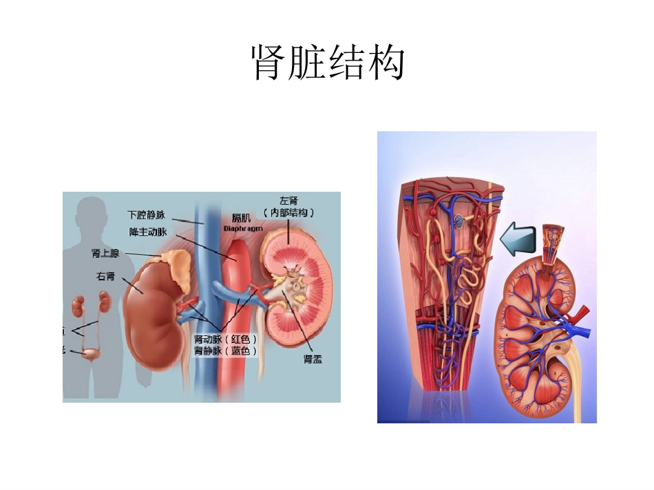 (49)--7.1动物生理学课件_第3页