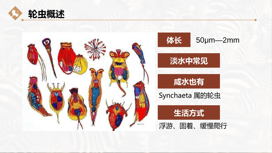 (51)--轮虫动物门动物学_第2页