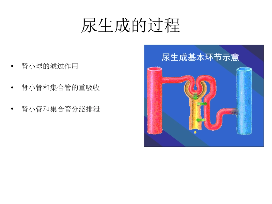 (52)--7.4动物生理学课件_第1页