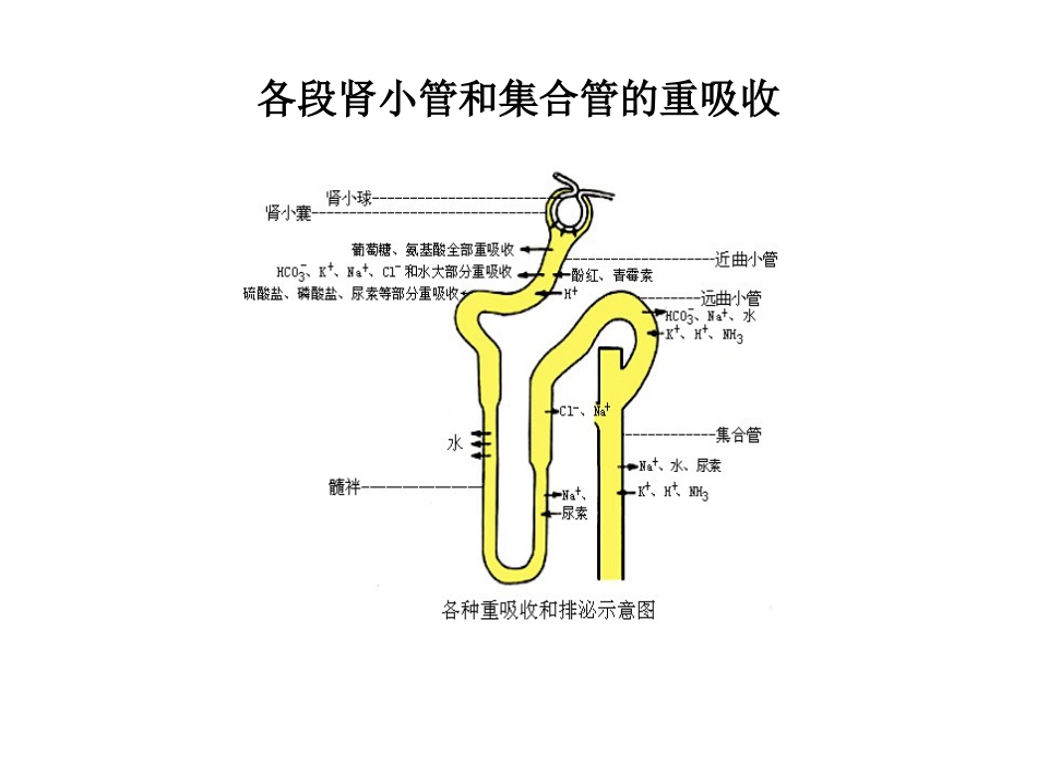 (52)--7.4动物生理学课件_第3页