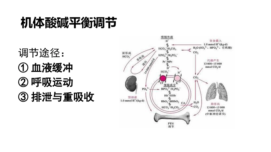 (53)--7.5动物生理学课件_第2页