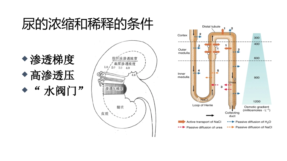 (54)--7.6动物生理学课件_第2页