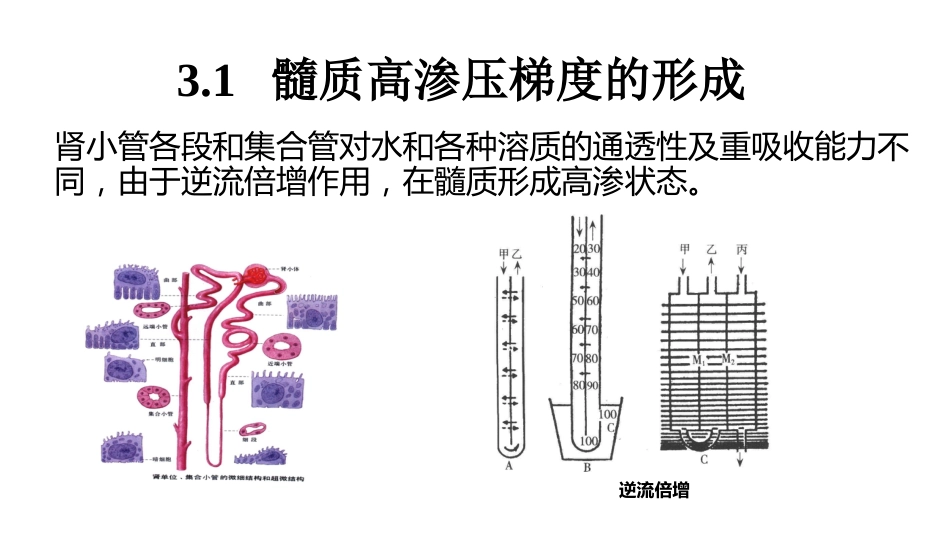 (54)--7.6动物生理学课件_第3页