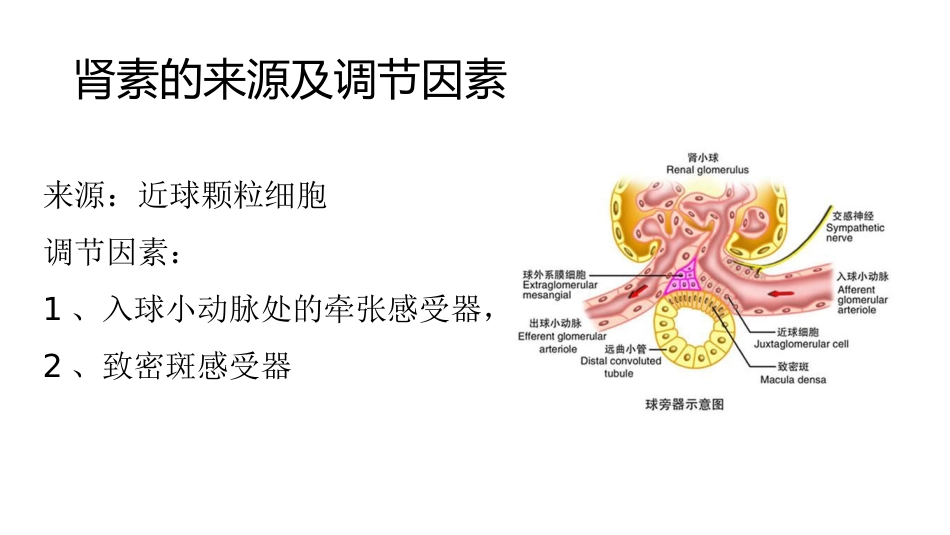 (56)--7.8动物生理学课件_第1页