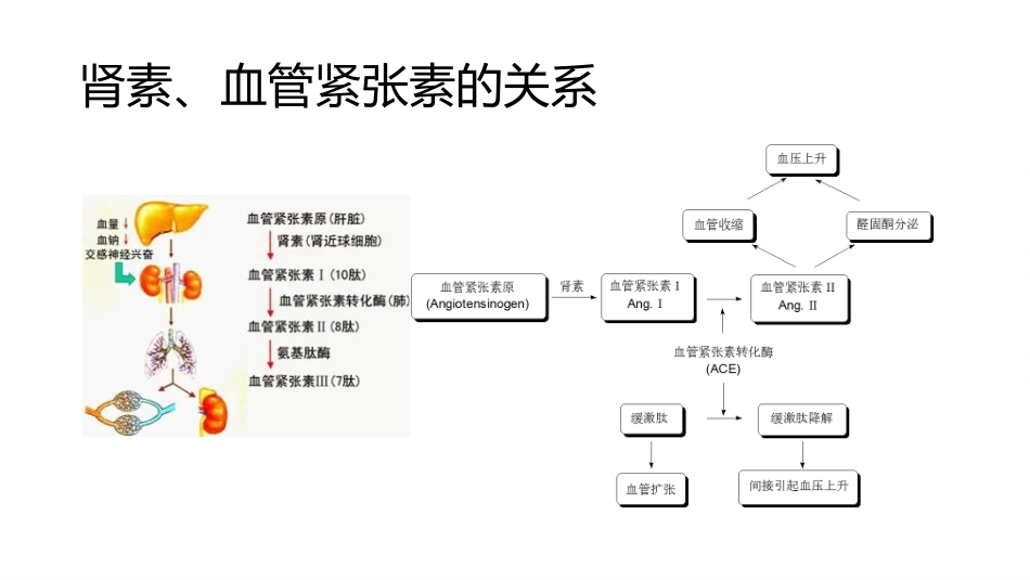 (56)--7.8动物生理学课件_第2页