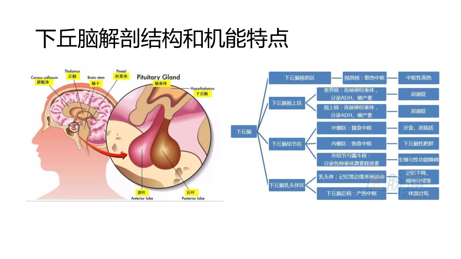 (59)--8.2动物生理学课件_第2页
