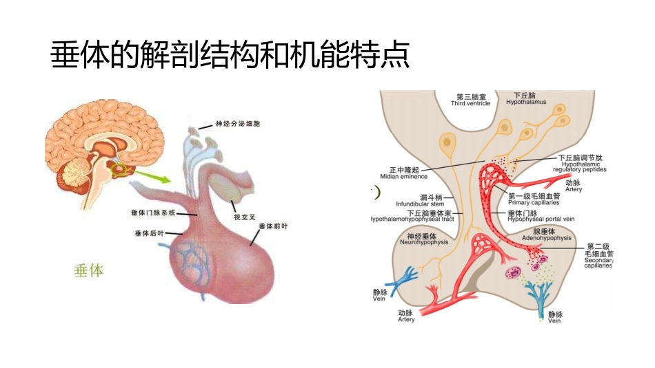 (59)--8.2动物生理学课件_第3页