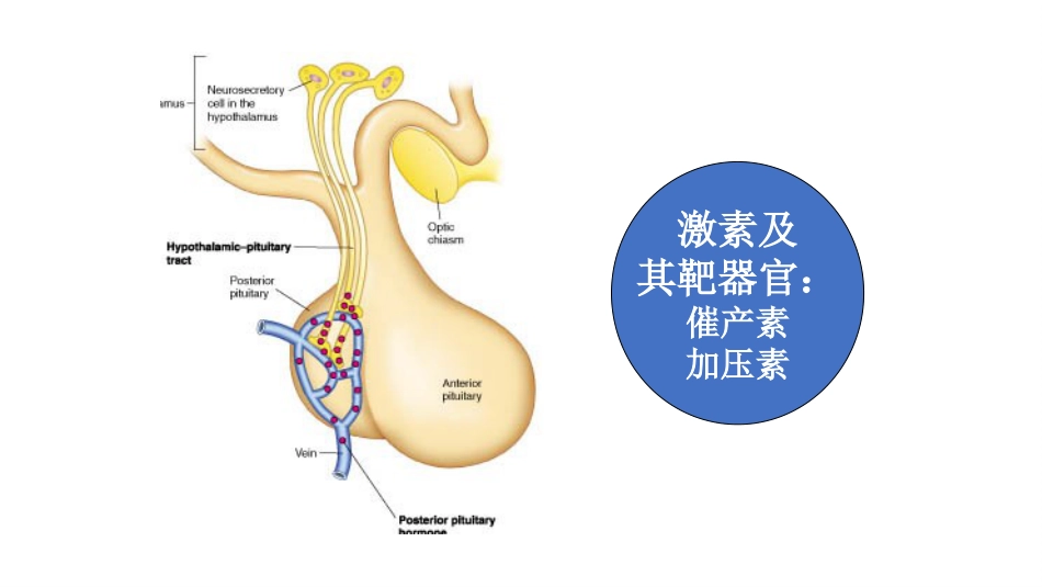 (60)--8.3动物生理学课件_第2页