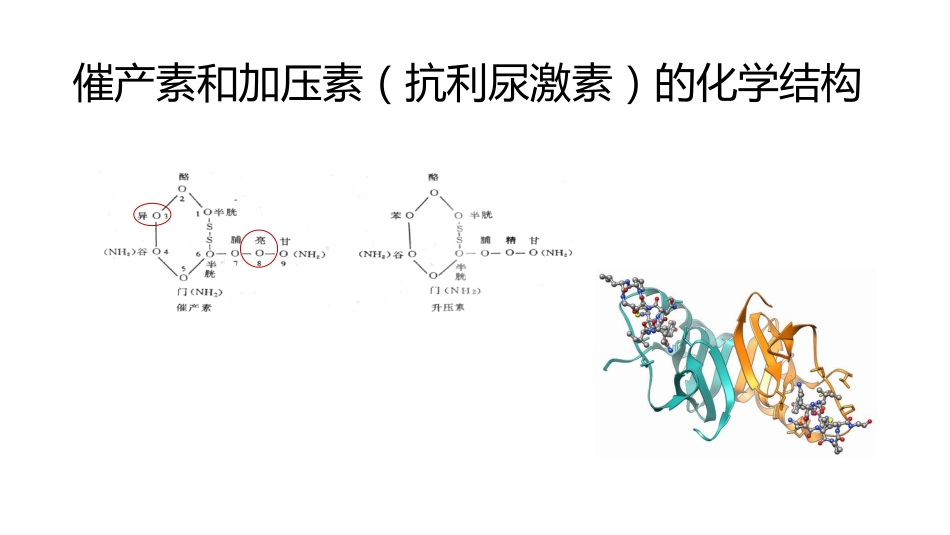 (60)--8.3动物生理学课件_第3页