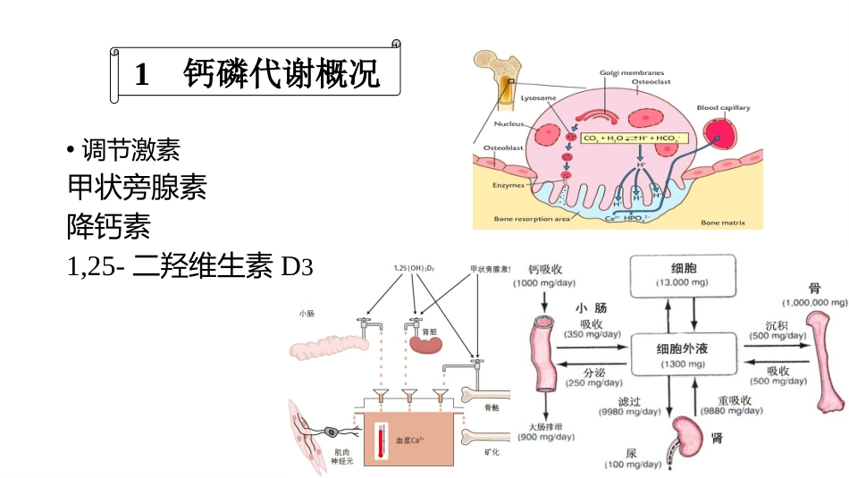 (63)--8.6动物生理学课件_第1页