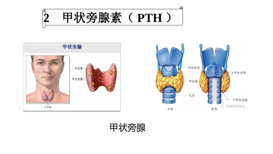 (63)--8.6动物生理学课件_第2页