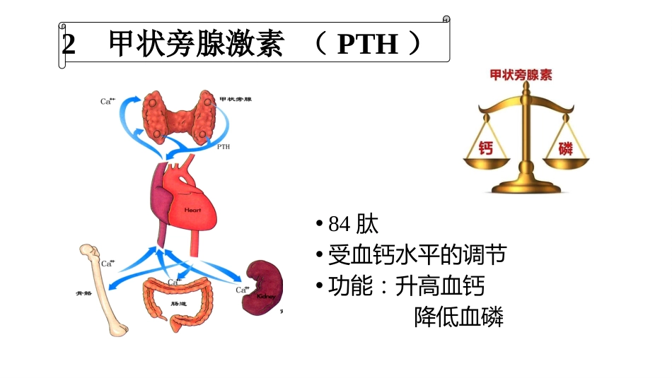 (63)--8.6动物生理学课件_第3页