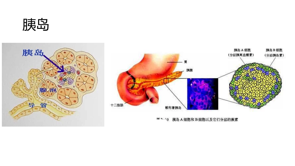 (64)--8.7动物生理学课件_第1页