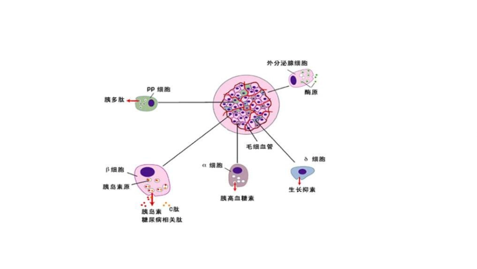 (64)--8.7动物生理学课件_第2页