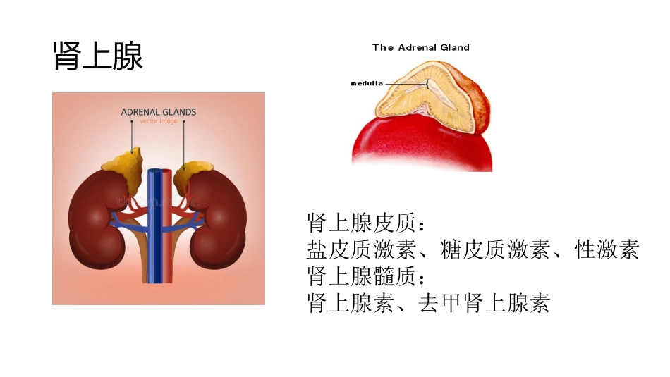 (65)--8.8动物生理学课件_第2页