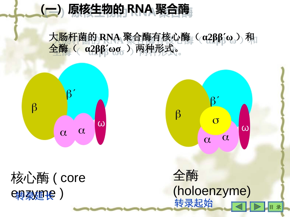 (1)--1. RNA聚合酶分子生物学_第3页