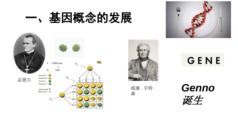 (1)--1基因的结构与功能_第2页