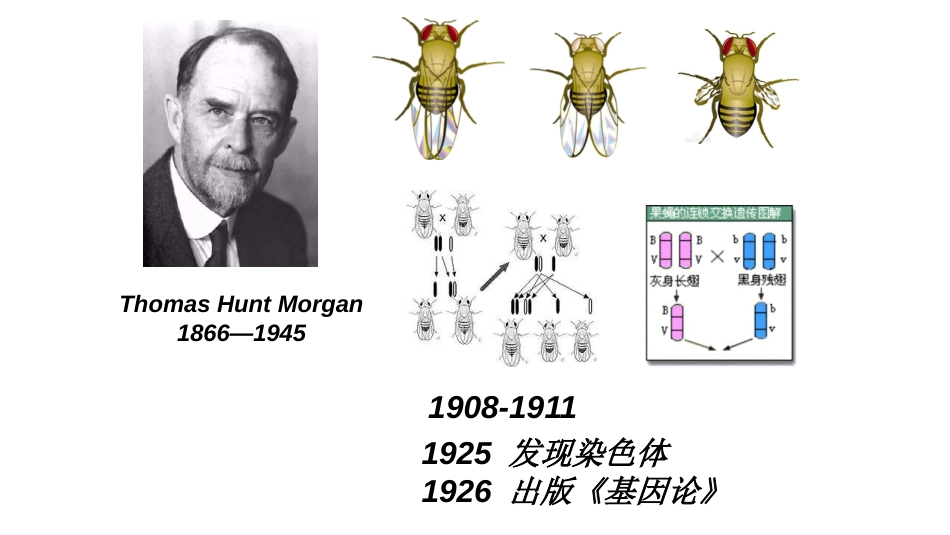 (1)--1基因的结构与功能_第3页