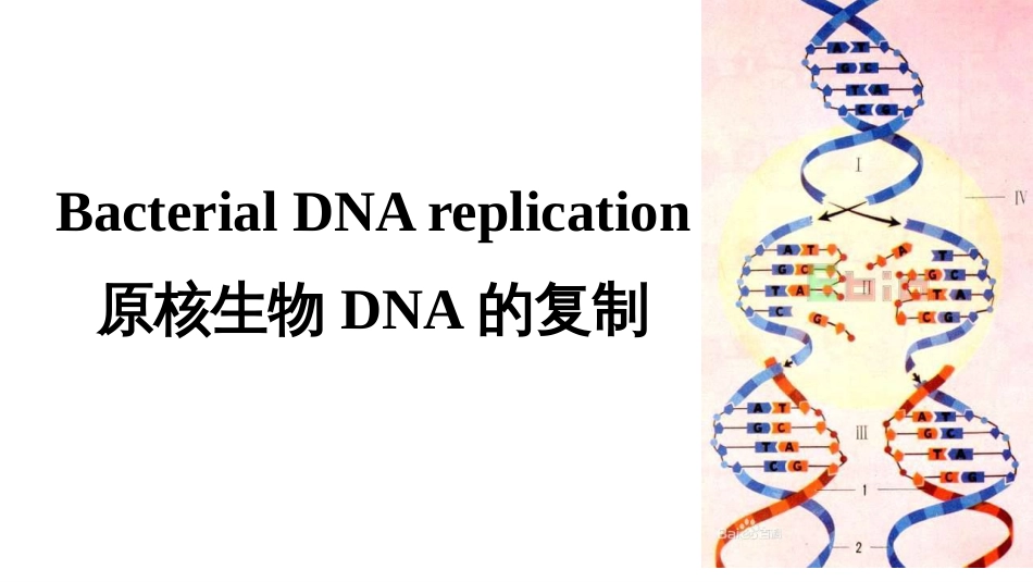 (3)--3原核细胞DNA复制分子生物学及常用技术_第1页